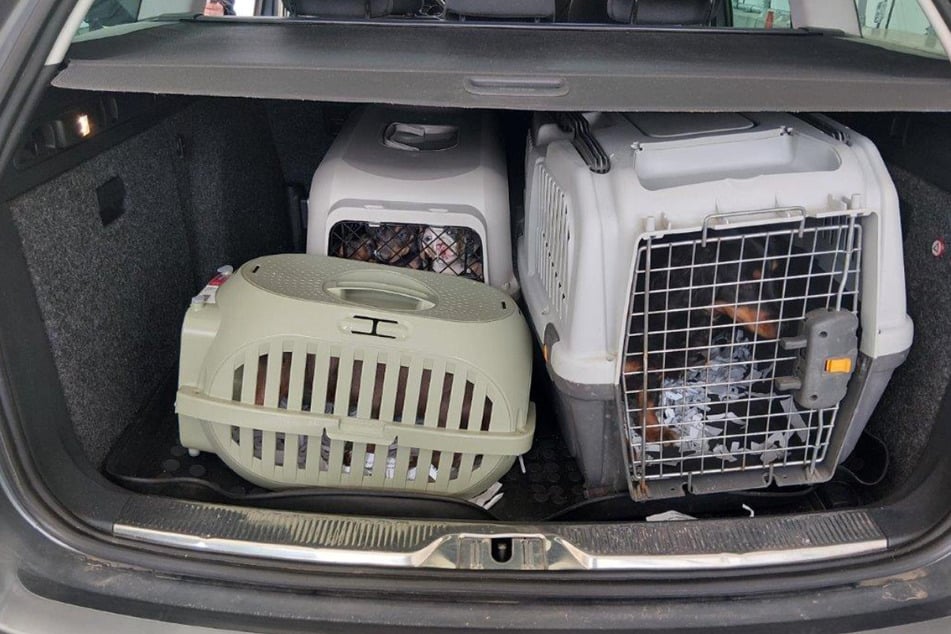 In drei Boxen steckten die acht Hunde.