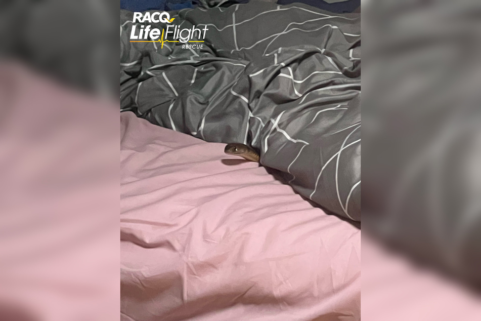 Diese Schlange biss eine Frau in Australien im Schlaf.