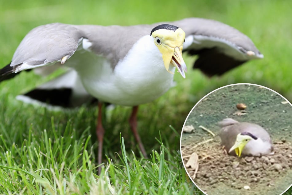 Vogel außer Rand und Band: Attacke auf Zoo-Pflegerin!