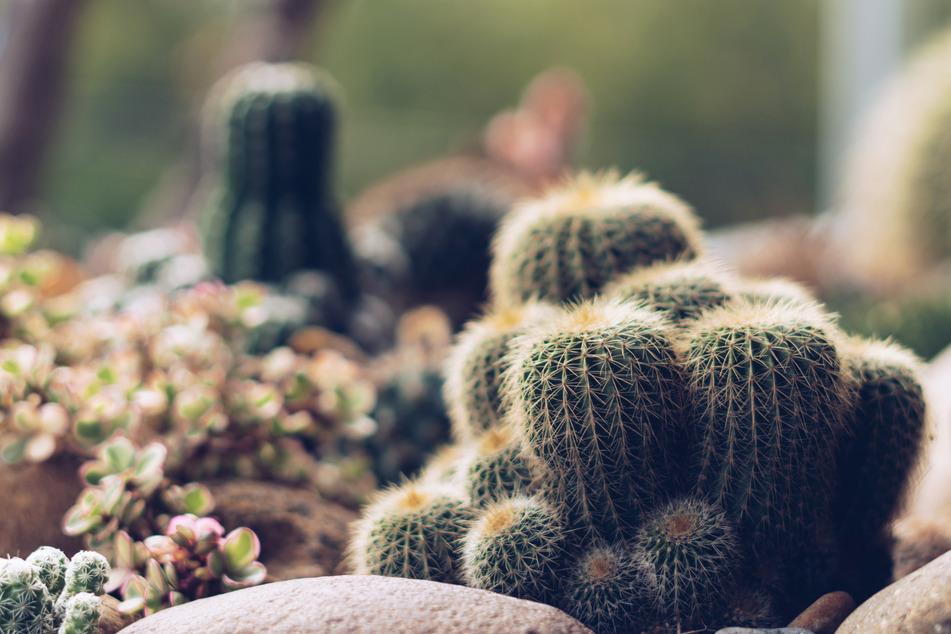 Wer Kakteen vermehren will, kann z. B. ein Teilstück eines ausgewachsenen Kaktus nutzen.