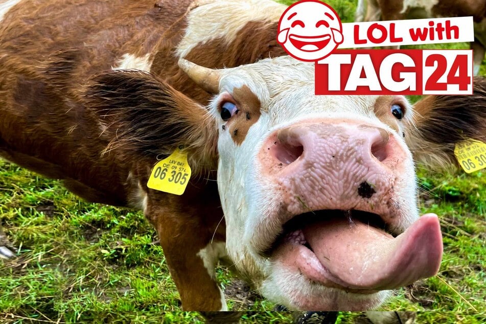 Joke of the Day for December 2, 2025: A cow-tastic funny!