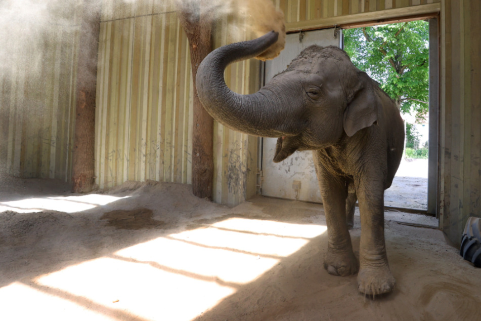 Die 67-jährige asiatische Elefantenkuh Targa gönnt sich eine "Sanddusche".