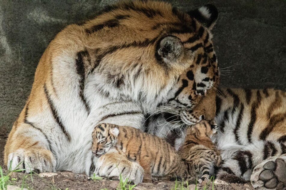 Tiger können in Gefangenschaft über 20 Jahre alt werden.