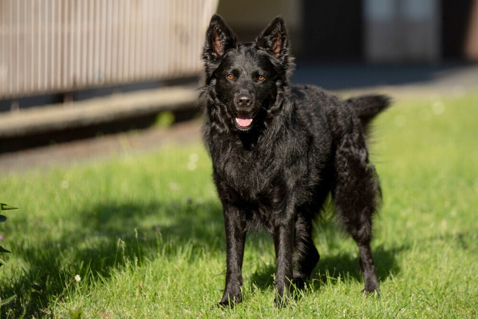 Raffi zeigt in der Hundeschule schon große Fortschritte.