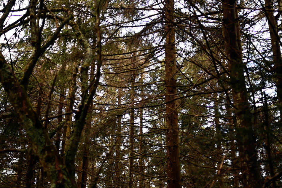 Ein damals 16-Jähriger soll sich im Spätsommer 2020 in einem Wald an dem 12-jährigen Mädchen vergangen haben. (Symbolbild)
