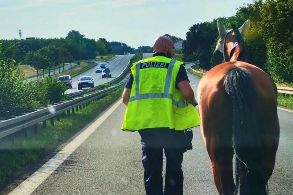 Nanu, was macht denn das Pferd da auf der Bundesstraße?