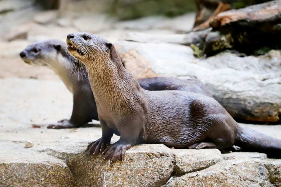 Durch die großen Glasscheiben im Orang-Utan-Haus erhalten Besucher tolle Einblicke in die Schwimmkünste der Glattotter.