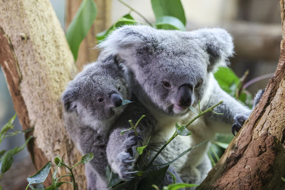Mutter Erlinga kümmert sich gut um den Nachwuchs.