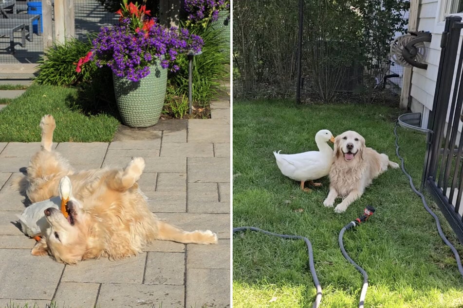 Auf dem Instagram-Account "Duck and a Dog" dokumentiert Barleys und Louies Besitzer seit 2024 den Alltag des außergewöhnlichen Duos.