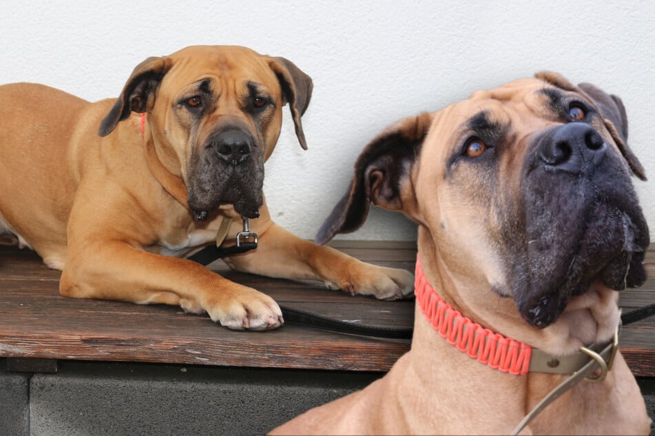 Une chienne de 50 kilos recherche des personnes spéciales