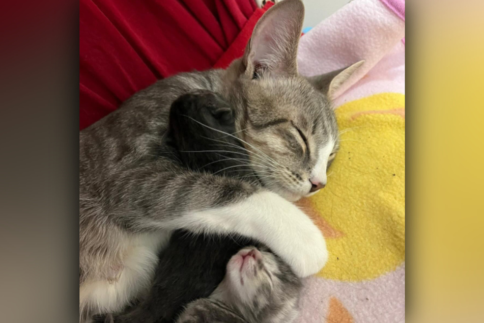 Katze Charu kümmert sich hingebungsvoll um die winzigen Kitten.
