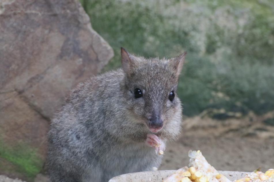 Auch das Fressen darf bei den zwei Monate alten Rattenkängurus nicht zu kurz kommen.