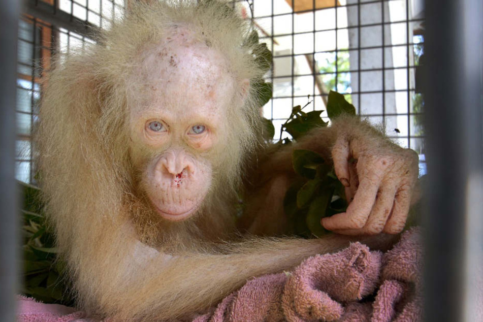 Albino-Orang-Utan Alba in einem Tierheim in Indonesien.