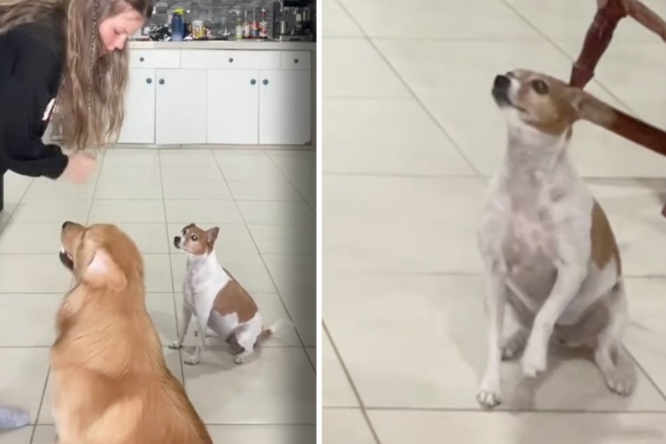 Daisy bekam kein Leckerli.