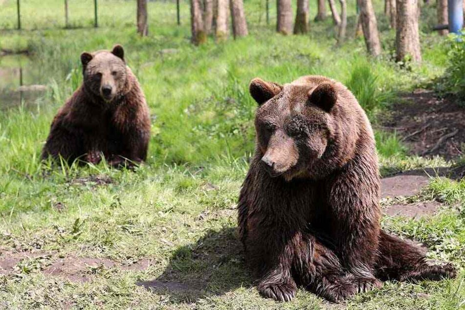 Spielen Aiko und Toni bald mit Tapsi und Michal im Bärenwald Müritz?
