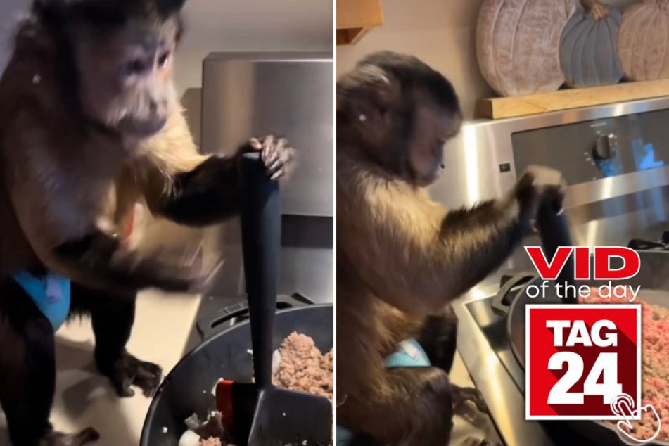 Today's Viral Video of the Day features a monkey chef that cooked a delicious meal with her human mom!