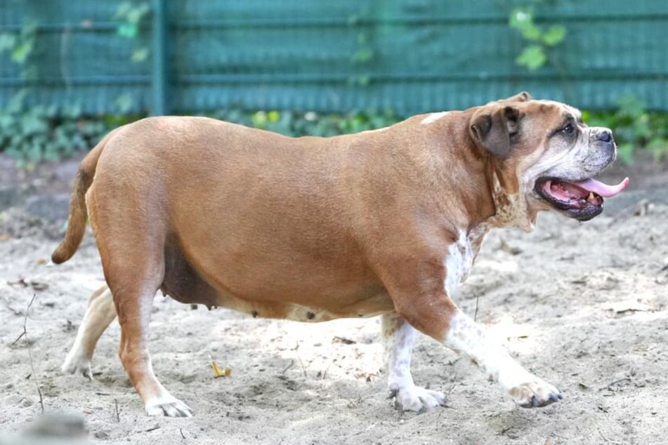 Die Hündin sucht nach einem liebevollen Zuhause.