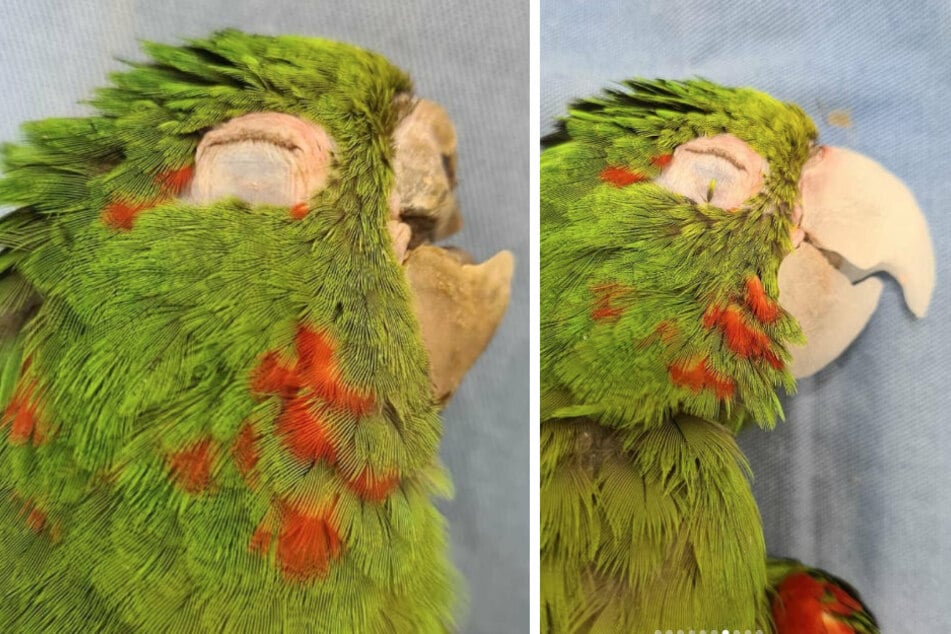 The parrot came in with a broken beak but got a whole new one (collage).