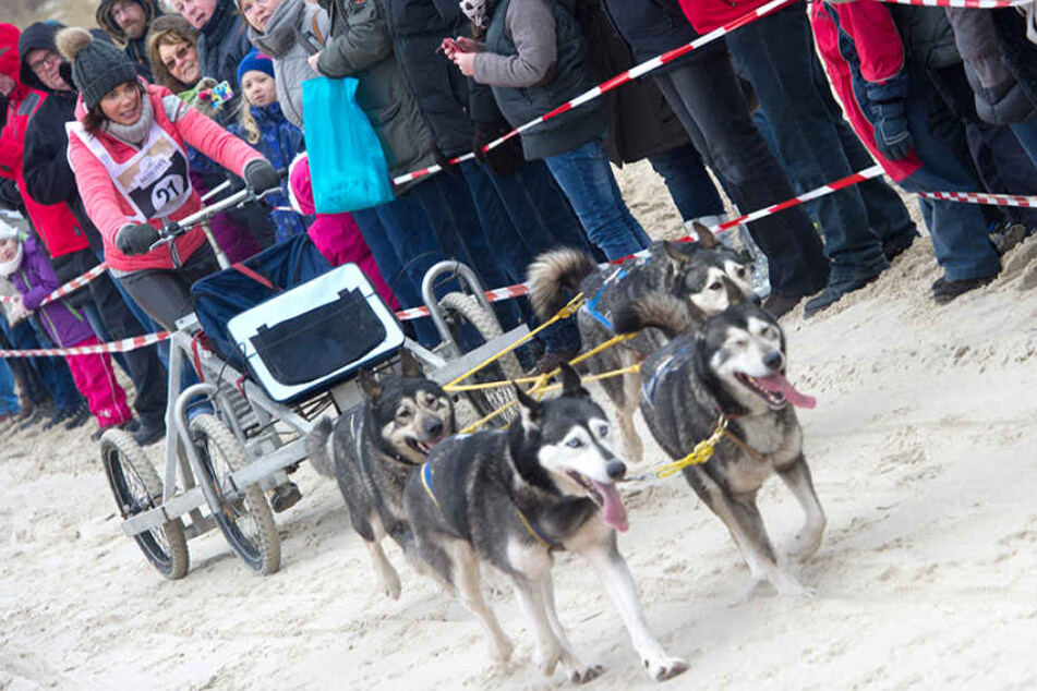 Gerit Kling beim Schlittenhunderennen 2016: Ein Jahr später passiert der Unfall. (Archivbild)