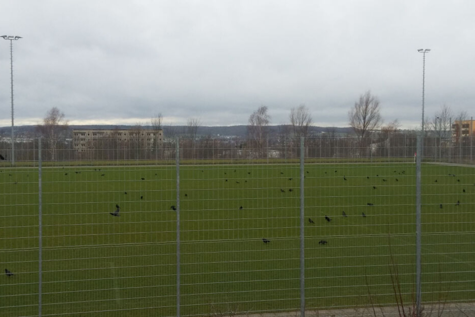 Statt der FSV-Kicker bevölkern Krähen den Platz des FSV Zwickau und malträtieren das Grün.