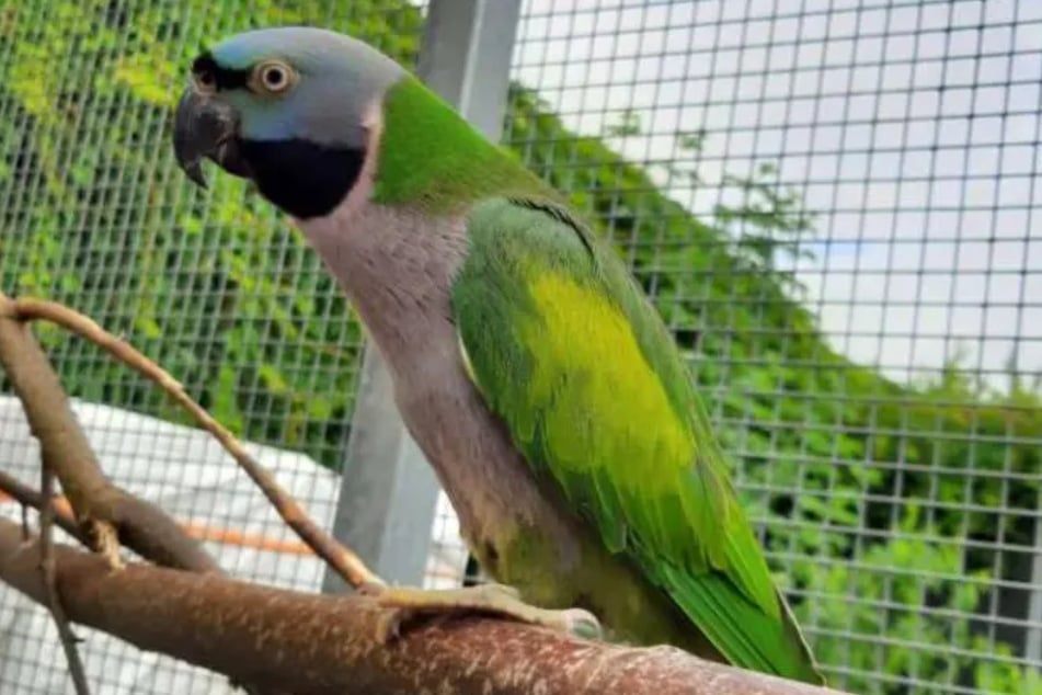 Der hübsche Vogel Blacky (8) hat ein kleines Handicap.