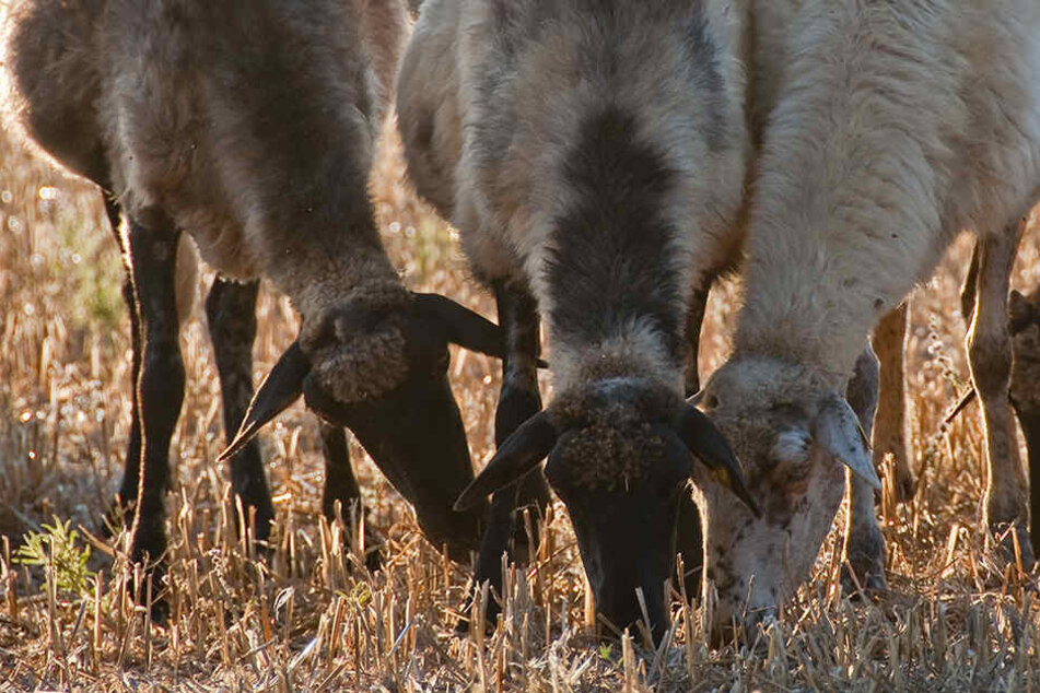 Die Thüringer Schäfer fürchten um die Futtervorräte für ihre Tiere im Winter. (Symbolbild)