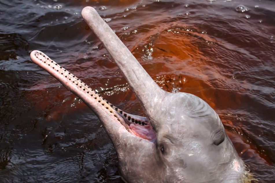 Pinke Flussdelfine sind heimisch in Südamerika. (Symbolbild)