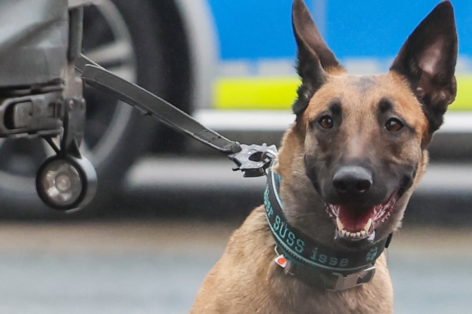 Ein Banknoten-Suchhund der Polizei konnte helfen. (Symbolbild)