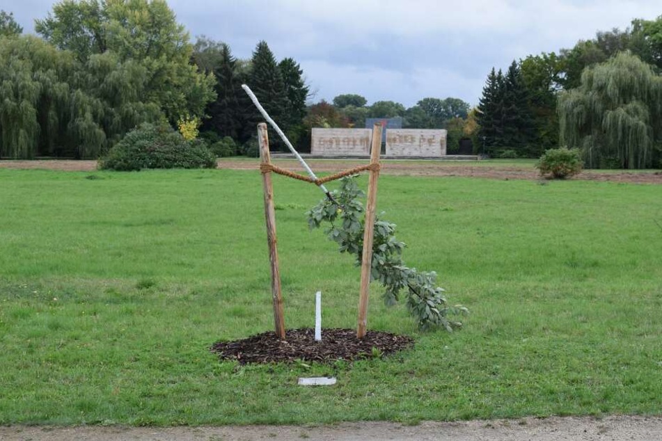 Ein in Gedenken an ein Mordopfer der Terrorzelle NSU gepflanzter Baum ist in Zwickau nach Angaben der Stadt abgesägt worden.
