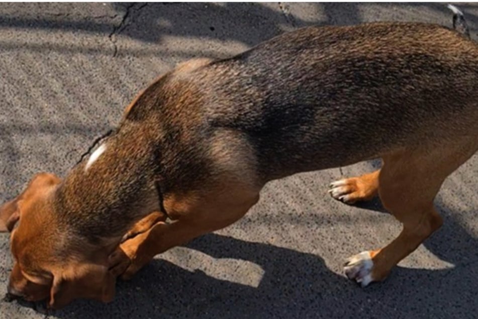 Als Bracke ist Pluto ein waschechter Jagdhund.