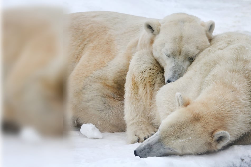 Während ganz Deutschland zittert: So genießt dieses Eisbär-Pärchen die Kälte