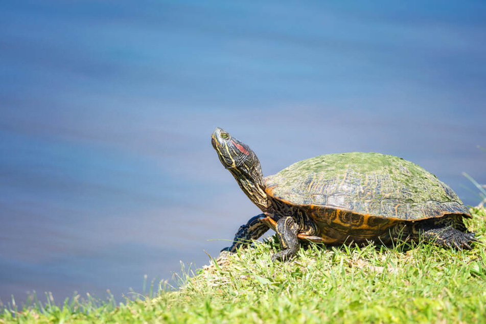 Eine solche Rotwangen-Schmuckschildkröte wurde in Kirchberg entdeckt. (Symbolbild)