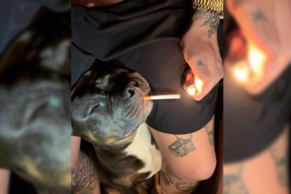 Bonez MC steckte seinem Hund eine Zigarette ins Maul und tut so, als würde er sie anzünden.