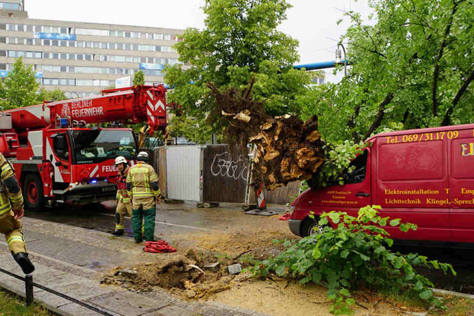 Ein Baum stürzte auf einen Transporter. Der Fahrer konnte sich über den Beifahrersitz befreien.