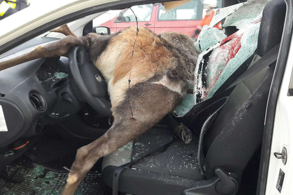 Der tote Hirsch zerstörte den kompletten Vorderraum des Autos.