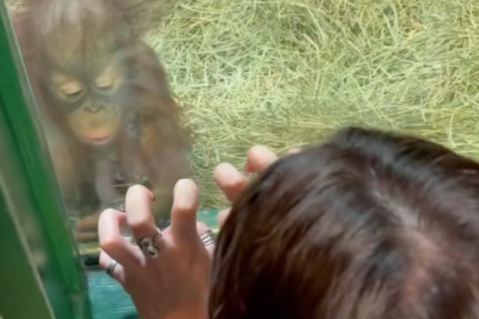Das Orang-Utan-Baby bewundert die lackierten Nägel der jungen Frau.