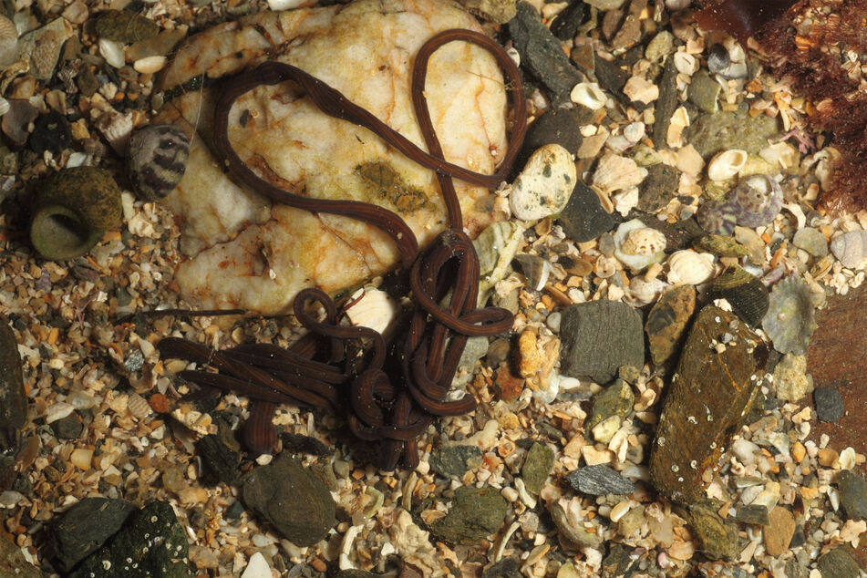 The bootlace worm is one of the most extraordinary worms in the world.