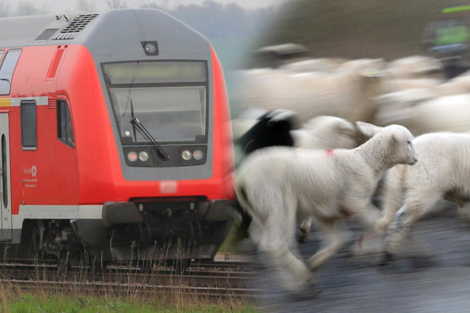 Der Lokführer konnte nicht mehr rechtzeitig bremsen. (Fotomontage/Symbolbild)
