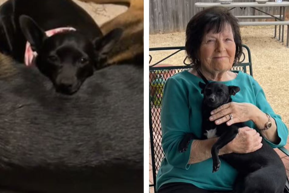 The little black pooch named Stormy used to belong to TikToker Kasey's grandma.