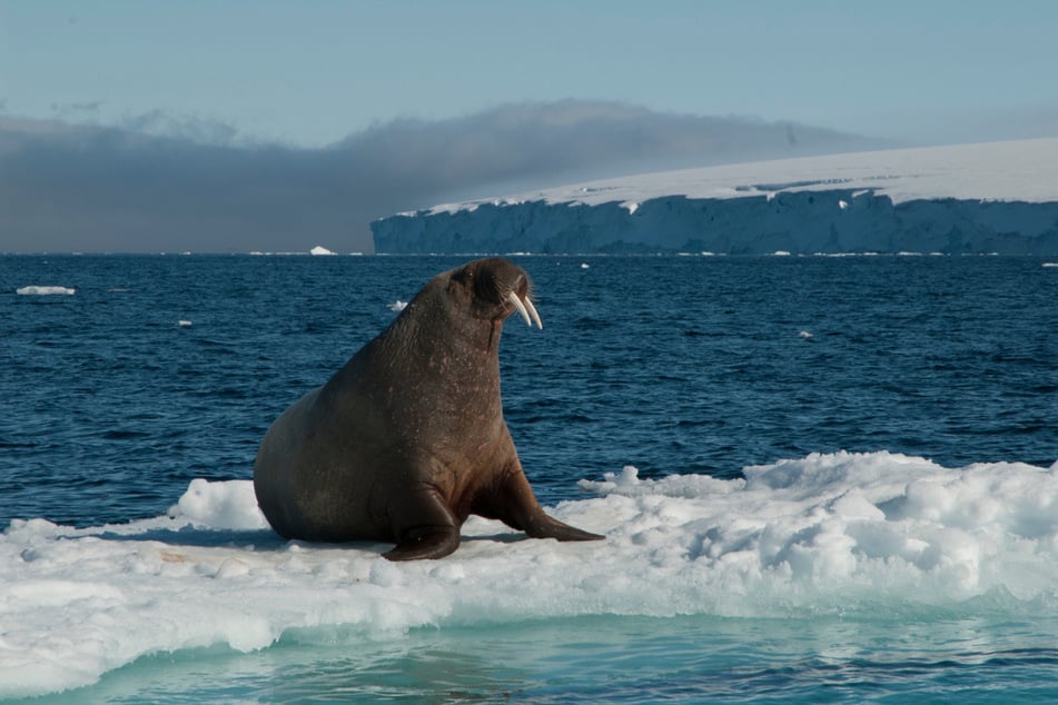 Mit Eurer Hilfe will der WWF zahlreiche Aufnahmen von Satelliten auswerten, um die Anzahl von Walrossen in der Arktis zu bestimmen.