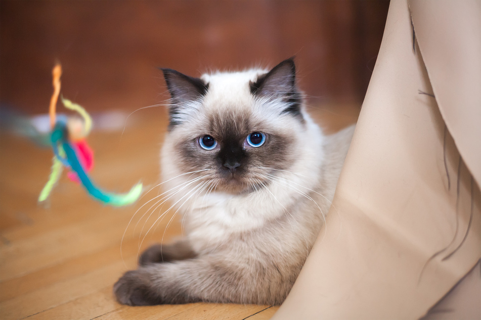 Ragdolls are naughty cats, but ridiculously adorable.