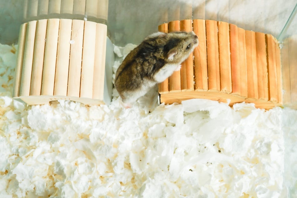 Hamster benötigen viel Platz zum Bewegen.