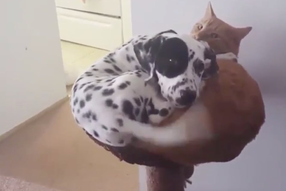 These pets make strange bedfellows – and Reddit loves it!