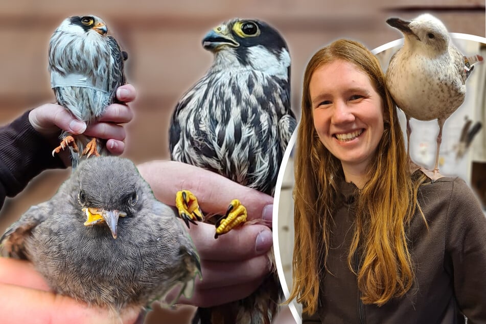 Dresden: Von Sperling bis Falke: Hier bekommen verletzte Vögel in Dresden Hilfe