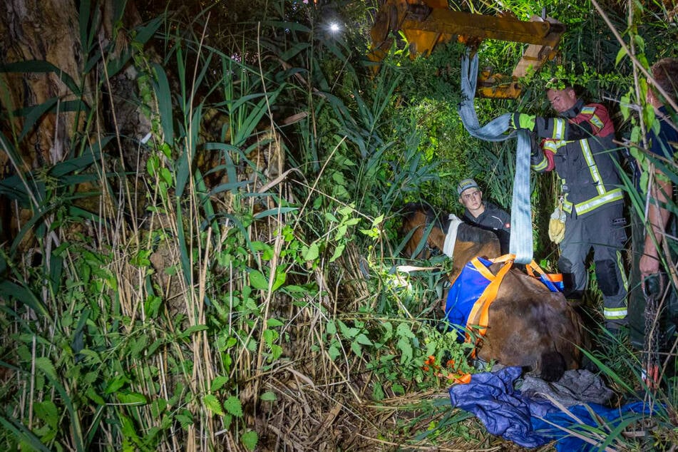 Tragischer Einsatz: Pferd aus Fluss gerettet, doch dann hat die Stute keine Kraft mehr