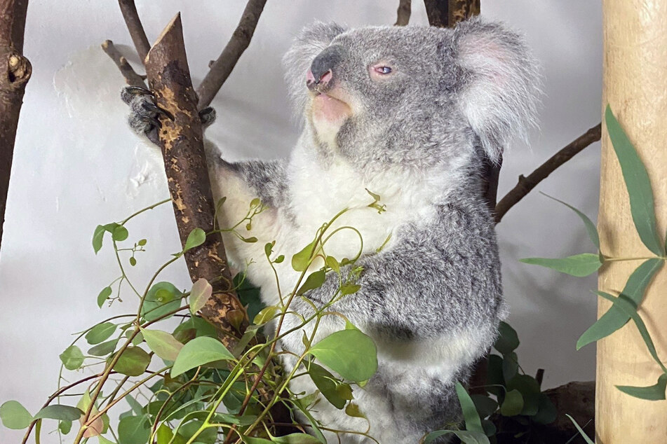 Koala-Dame Wooli zog extra von Frankreich nach Leipzig, um für weiteren Nachwuchs zu sorgen.