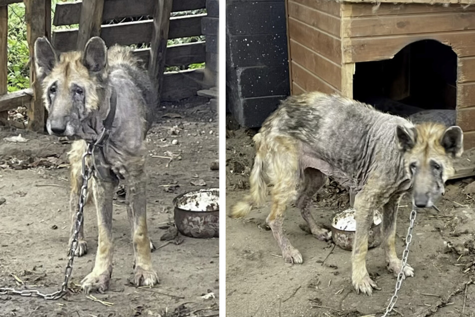 When Kira the dog was discovered by animal welfare workers in November 2022, she was in an extremely neglected condition.