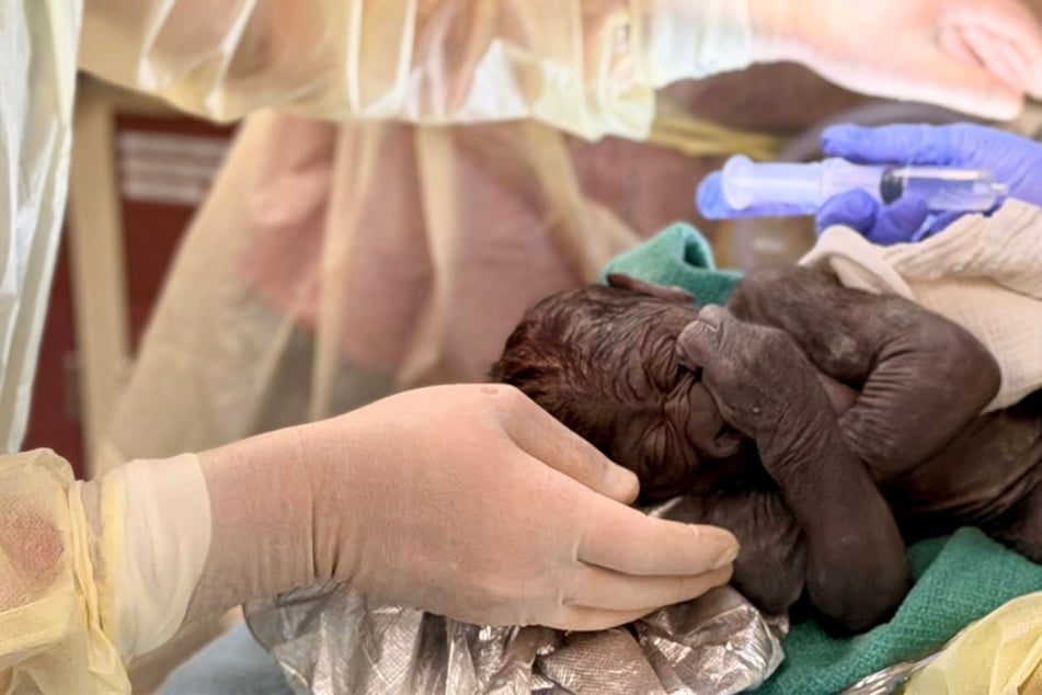 Seltenes Wunder: Auf Menschen spezialisierte Ärzte holen Gorilla per Kaiserschnitt auf die Welt