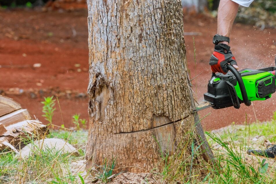 Unter Beachtung der kommunalen Baumschutzsatzung kann man einen Baum oft selber fällen.