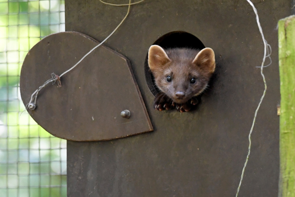 Neues Besucher-Highlight? Süße Tier-Babys im Wildpark Eekholt geboren